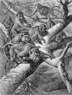 Crab-eating macaque