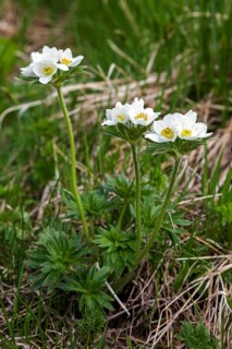 Narcissus-flowered anemone