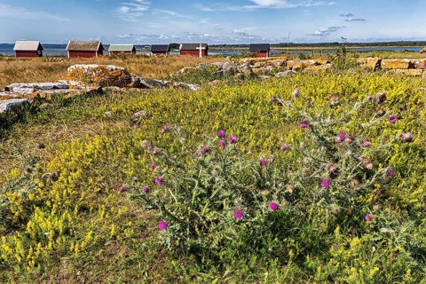 Flowering thistles in a meadow