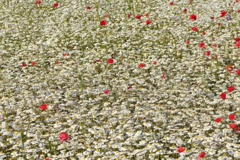 Flowering marguerites