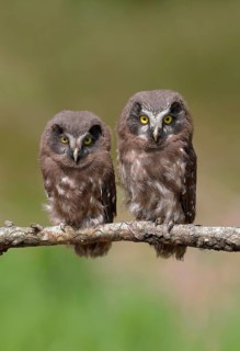 Tengmalm's Owl