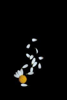 Daisy