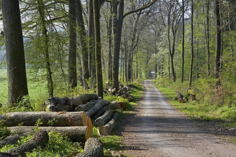 D. BW. Laubwald im Fruehling