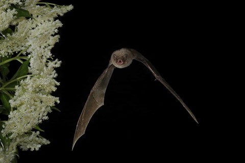Common bent-wing bat
