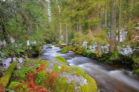 Stream in winter