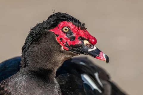 Portrait of a Muscovy Duck in a farmyard. AGF Educational Farm in Rhinau in Alsace