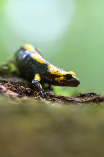 Feuersalamander