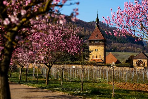 Bluehende Mandelbaeume am Geilweilerhof