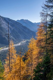 Forest in autumn