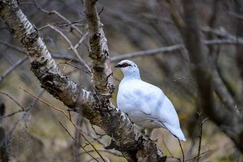 Rock Ptarmigan
