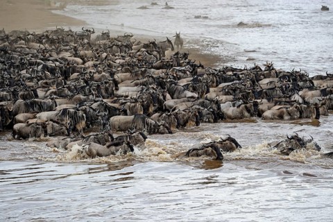 Wildebeest