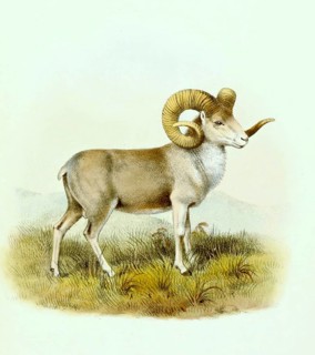 Altai Argali