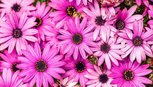 African Daisy Colour Mix
