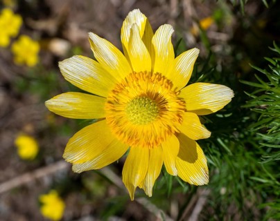 Adonisroeschen