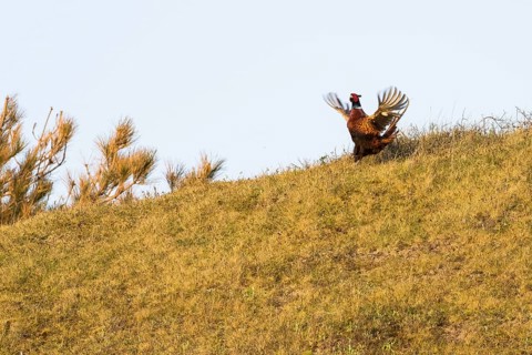 Courting Hunting Pheasant