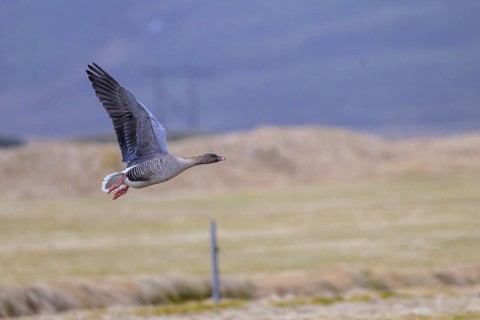 Short-billed goose