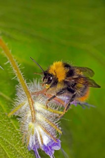 Bumblebee