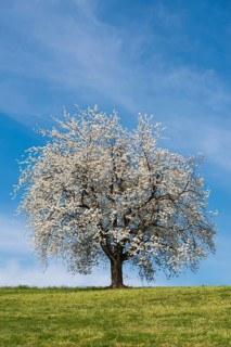 Blossoming cherry tree