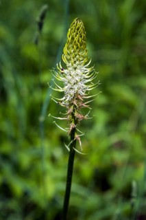 Spiked devil's claw