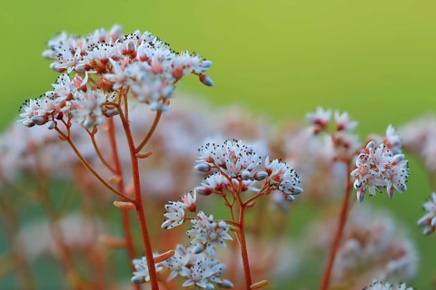 White stonecrop