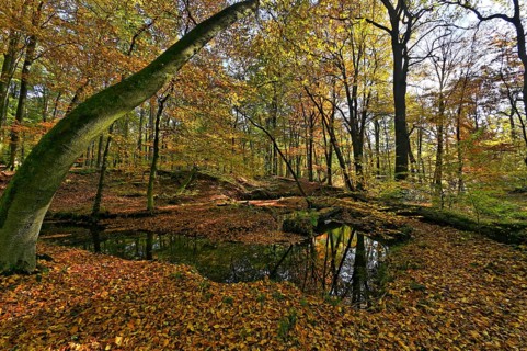 Rotbach in the autumnal Hiesfeld Forest