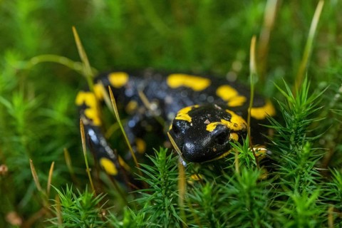 Feuersalamander