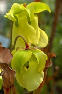Yellow flowers of a pale tube plant