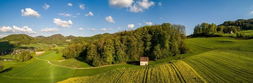 Rape field and forest hut in spring