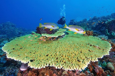 Striped diagonal-banded sweetlip