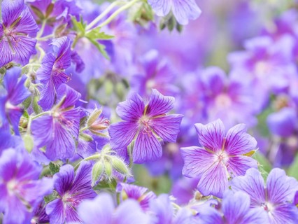 Large cranesbill