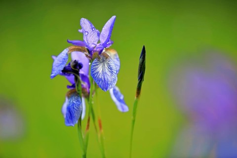 Siberian iris