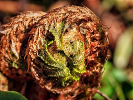 Unfurling