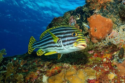 Oriental sweetlips