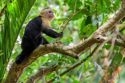 White-headed capuchin