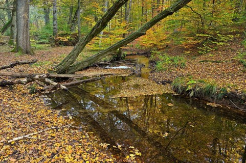 Rotbach in the autumnal Hiesfeld Forest