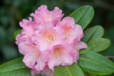Rhododendron