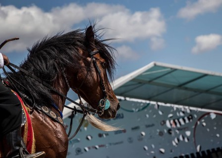 Portrait of dark palomino horse. Horse head with long mane in profile