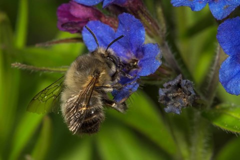 Common furry bee