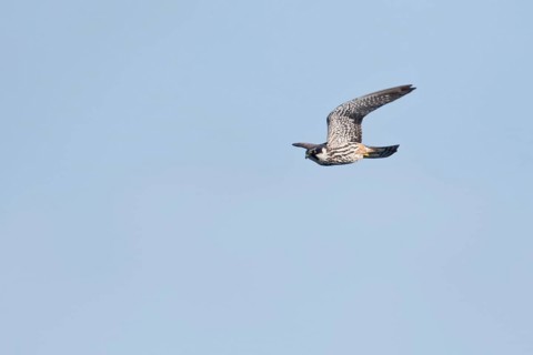 Eurasian Hobby