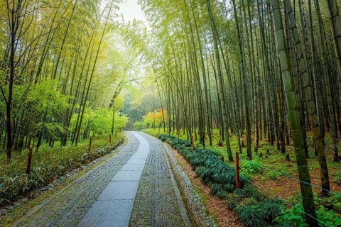 A path in china with bamboo trees