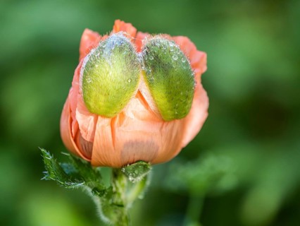 Oriental poppy