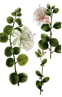 Caper bush