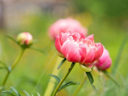 Bush peony