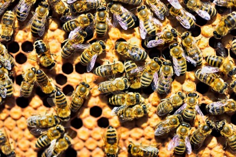 Workers of the honey bee