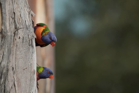 Rainbow lorikeet