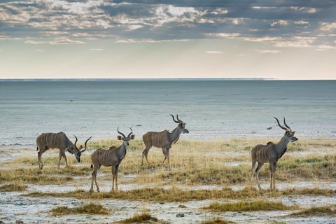 Greater kudu