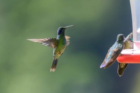 Mexican violetear
