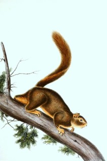 Red-tailed squirrel