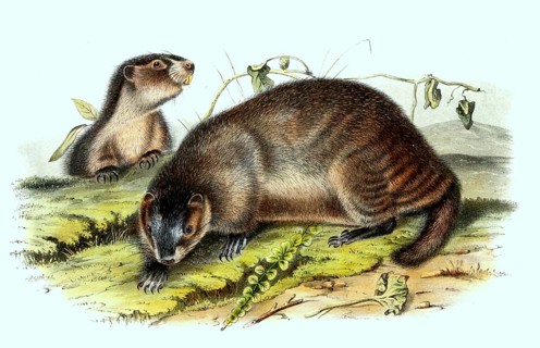 Ice grey hoary marmot
