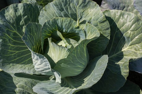 White cabbage
